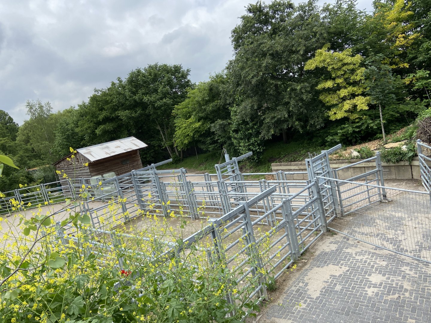 View of bison holding area from new path