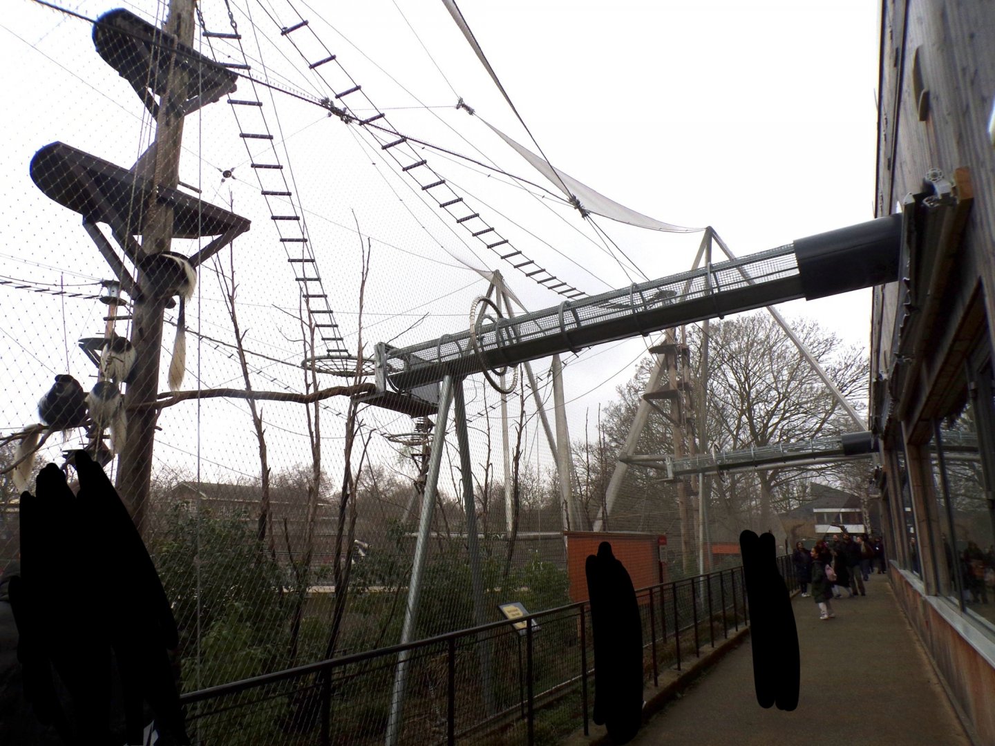 View of black and white colobus overhead tunnel access to indoor area 11.2.25