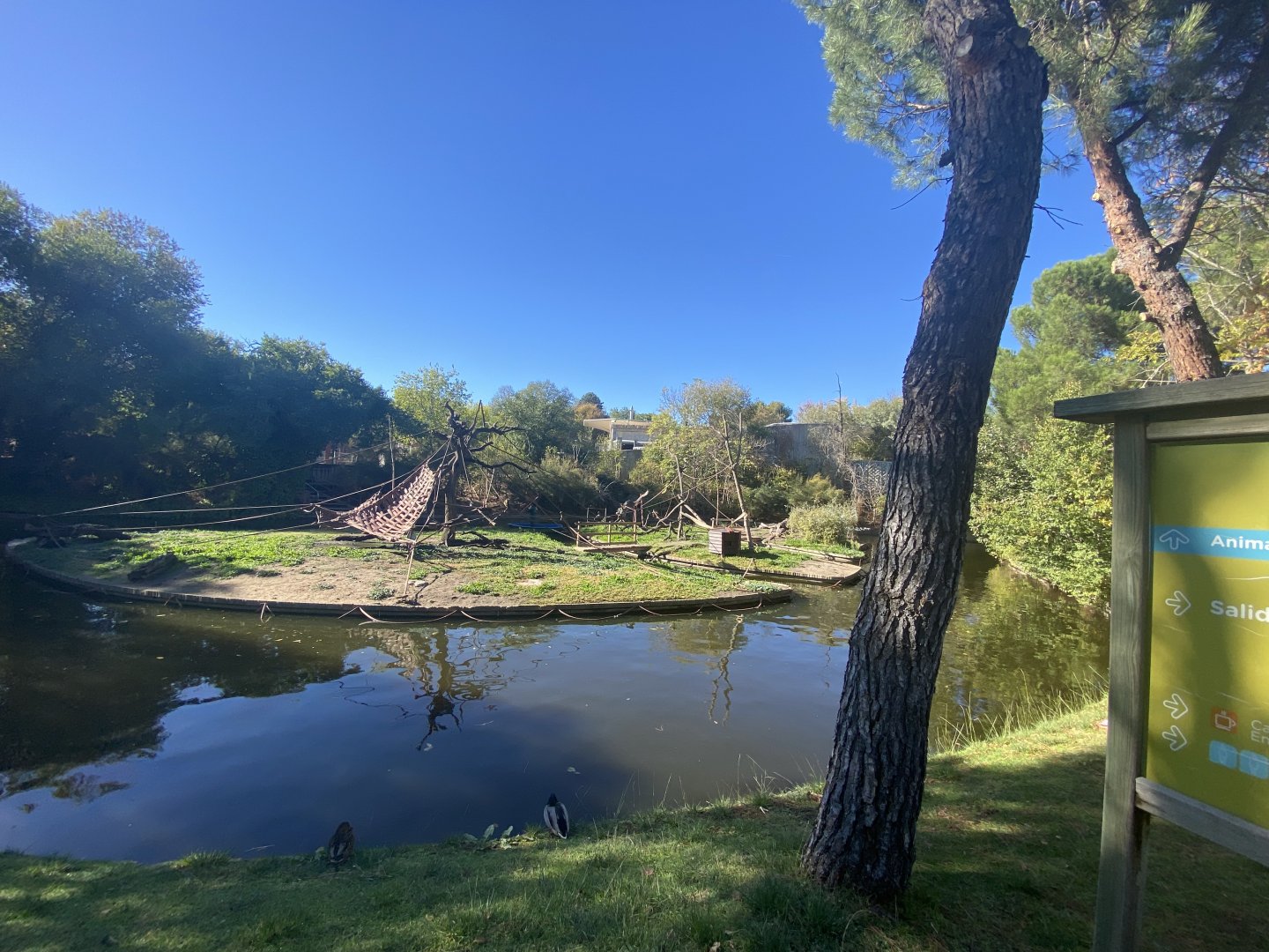 View of black-capped capuchin enclosure