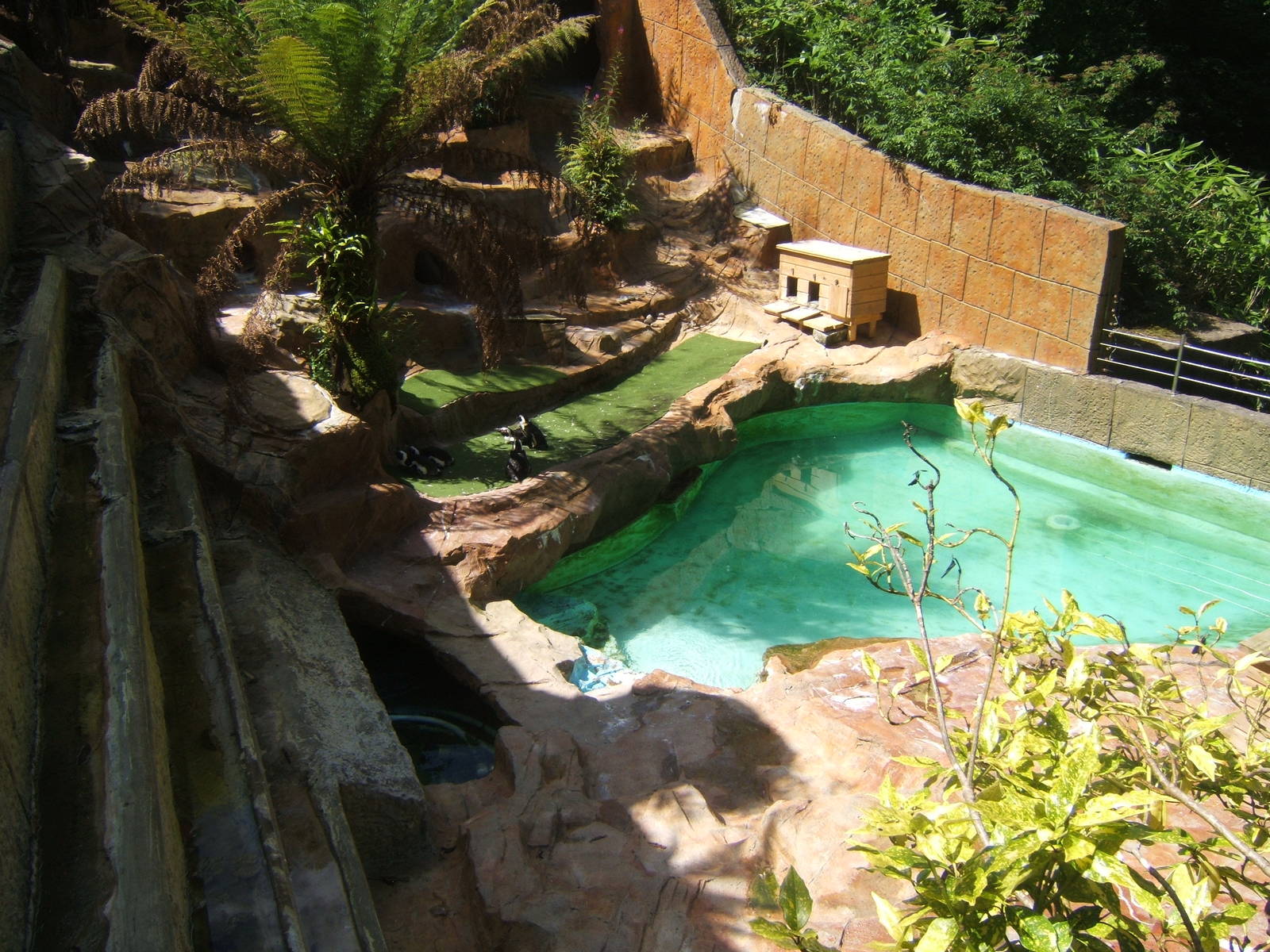 View of Black-footed Penguin enclosure