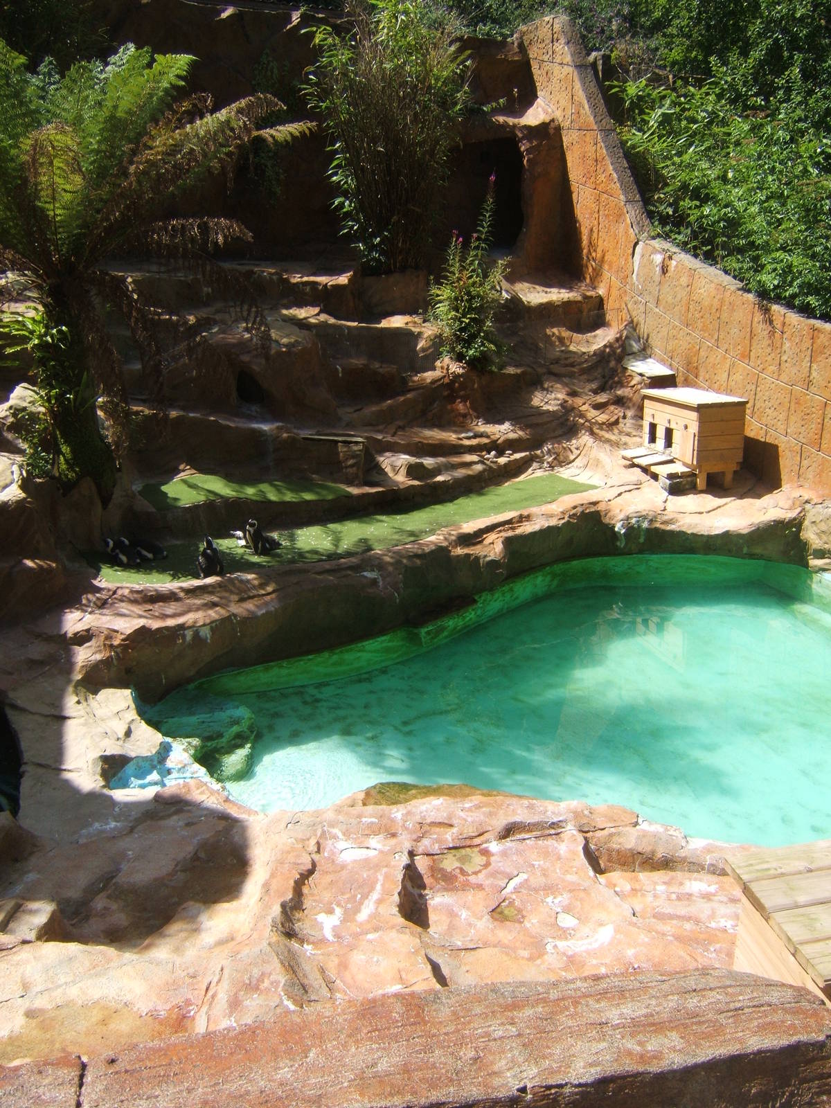 View of Black-footed Penguin enclosure