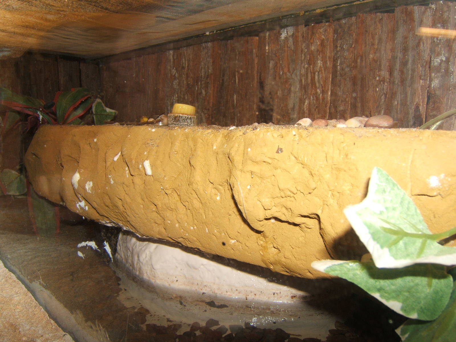 View of Black Garden Ant exhibit