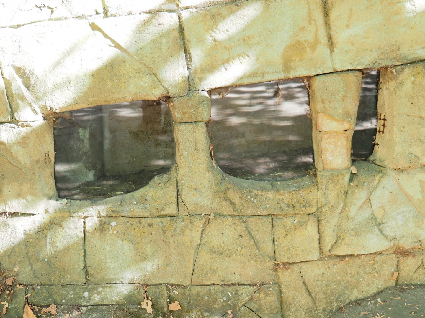 View of black rat dens