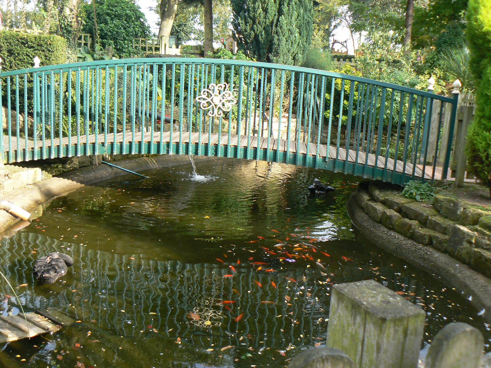 View Of Black Swan and Goldfish Enclosure