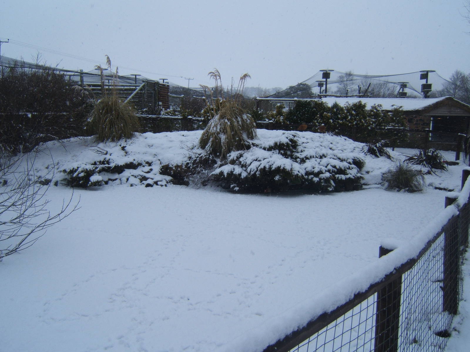 View of Blackbrook in snow