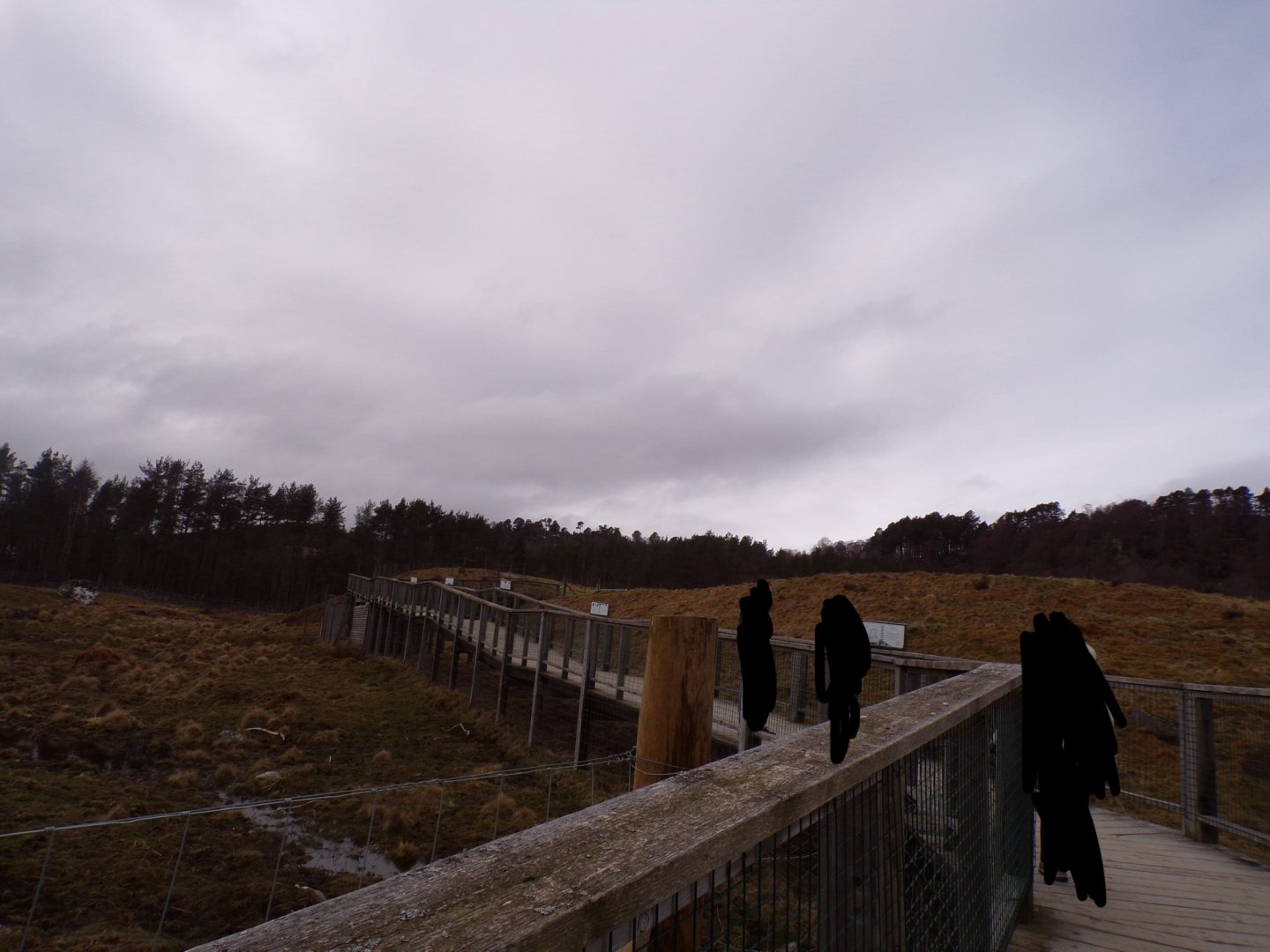 View of boardwalk to female polar bear enclosure 5.4.24