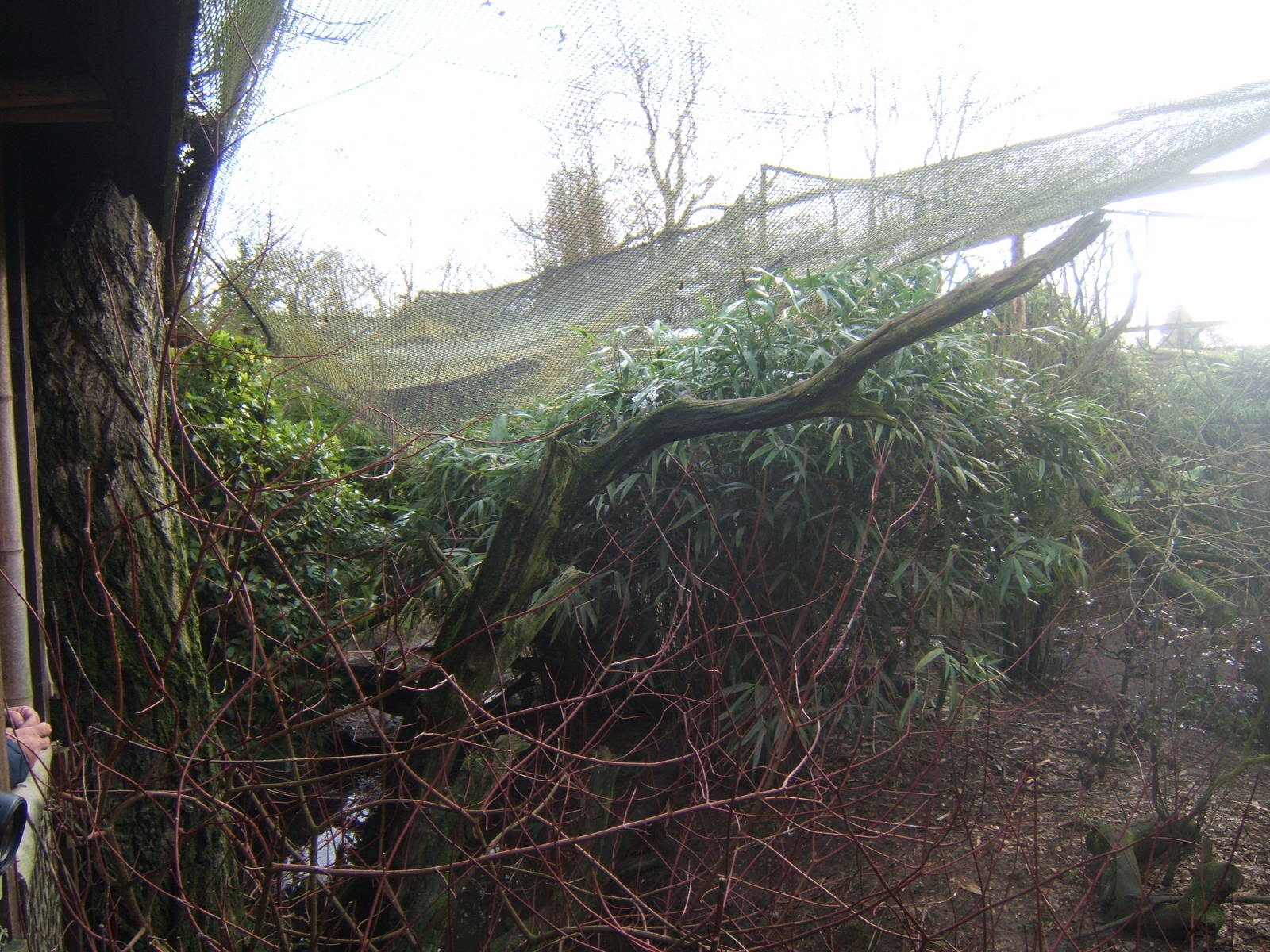 View of Bornean Longhouse Aviary