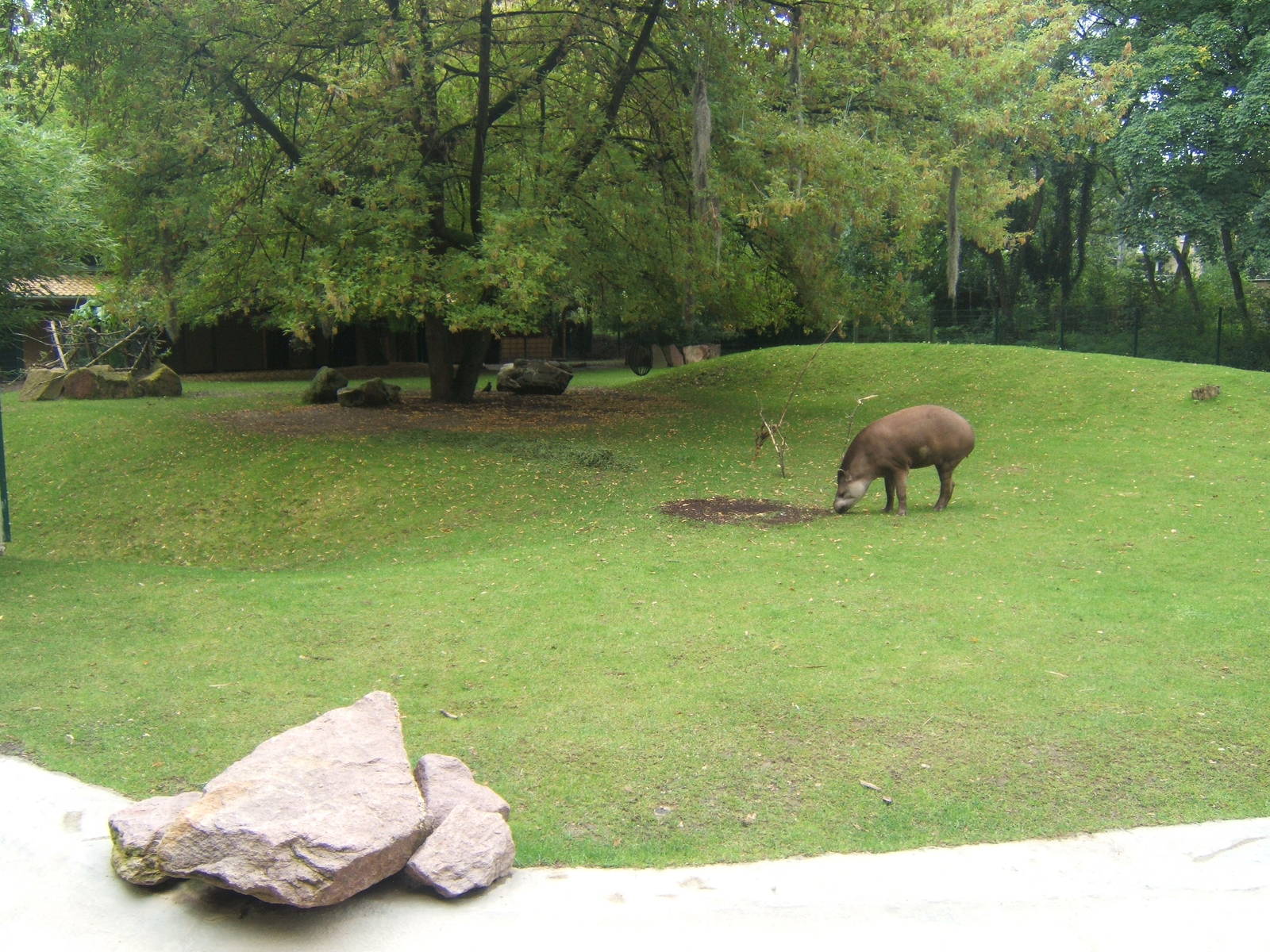 View of Brazilian tapir enclosure