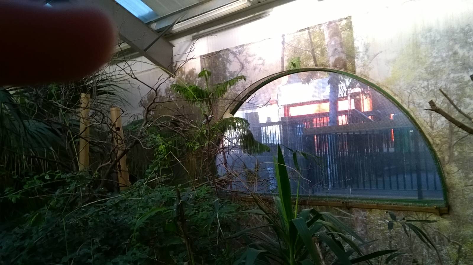 View Of Brilliant Birds