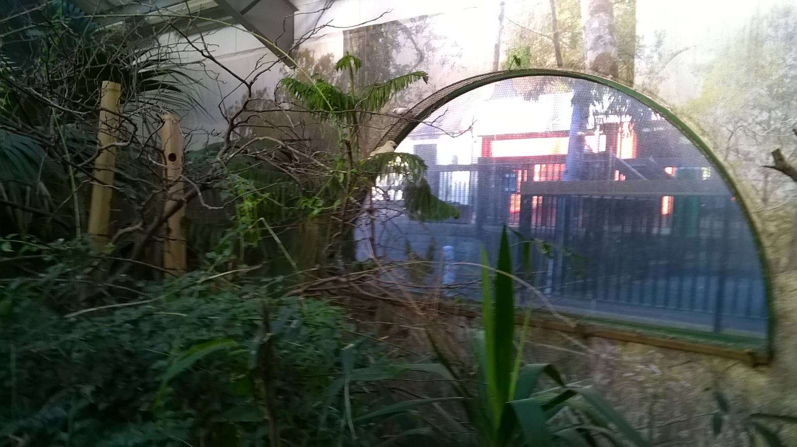 View Of Brilliant Birds