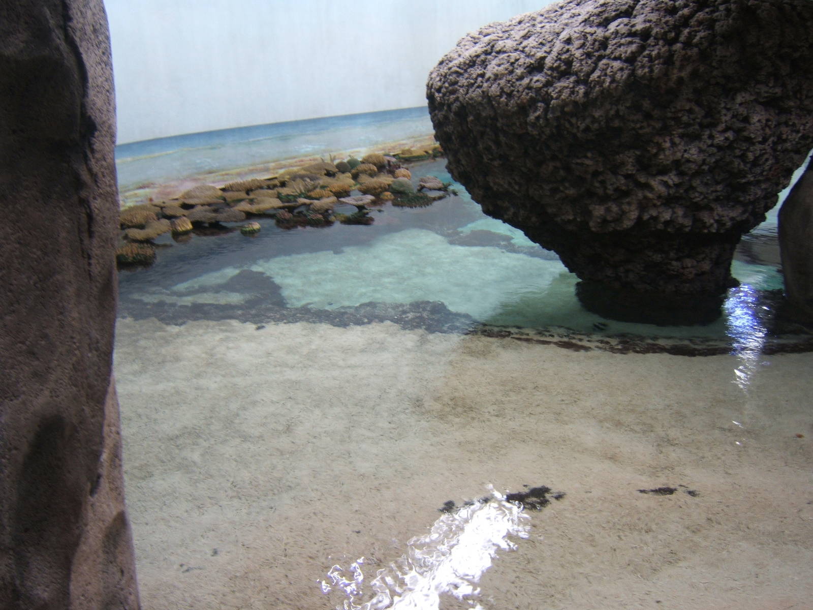 View of Burgers Ocean