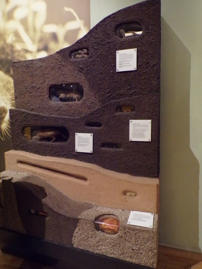 View of burrowing animal exhibit 30.12.22