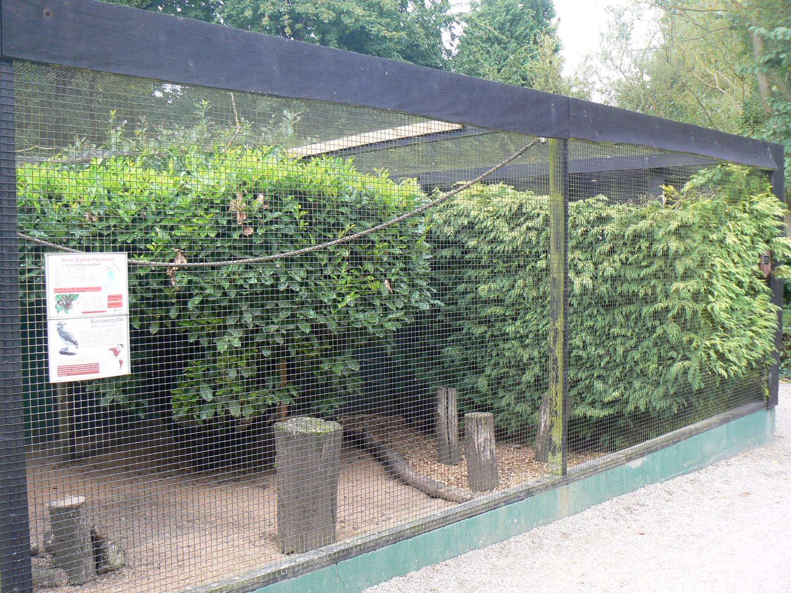 View of Burrowing Owl and Blue Eared Pheasant Aviary - 17 September 2016