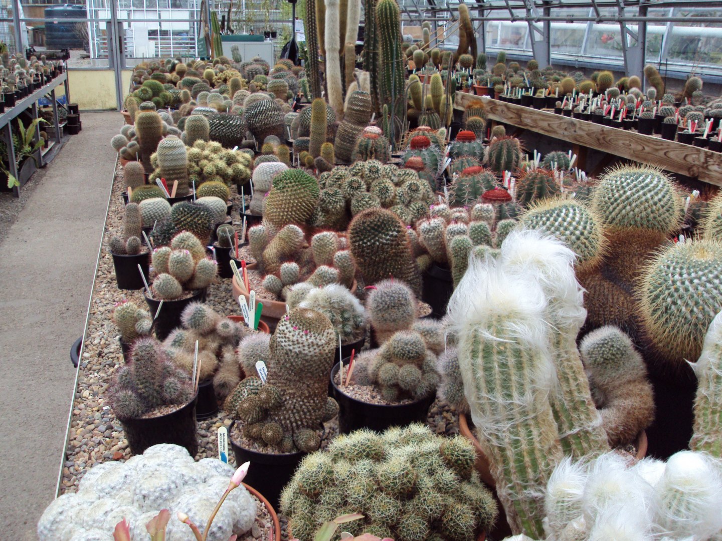 View of cactus collection 17/01/2019