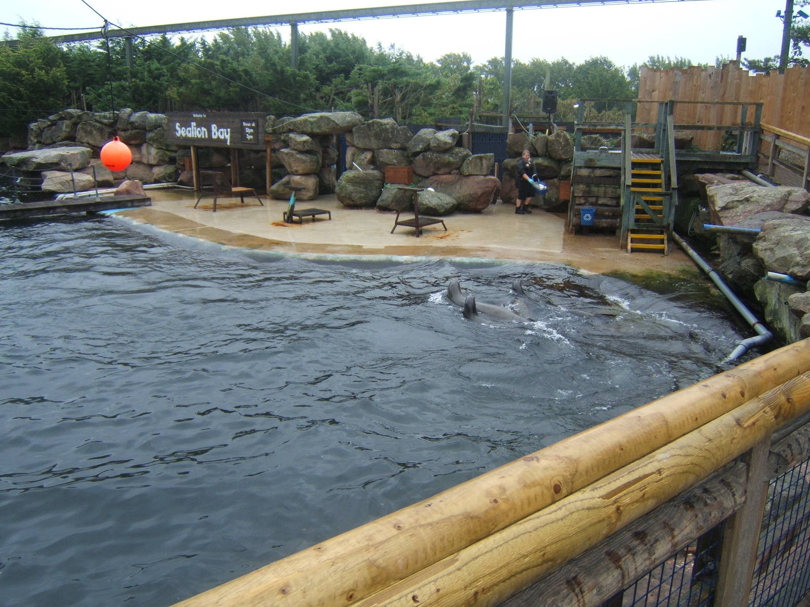 View of Californian Sealion enclosure