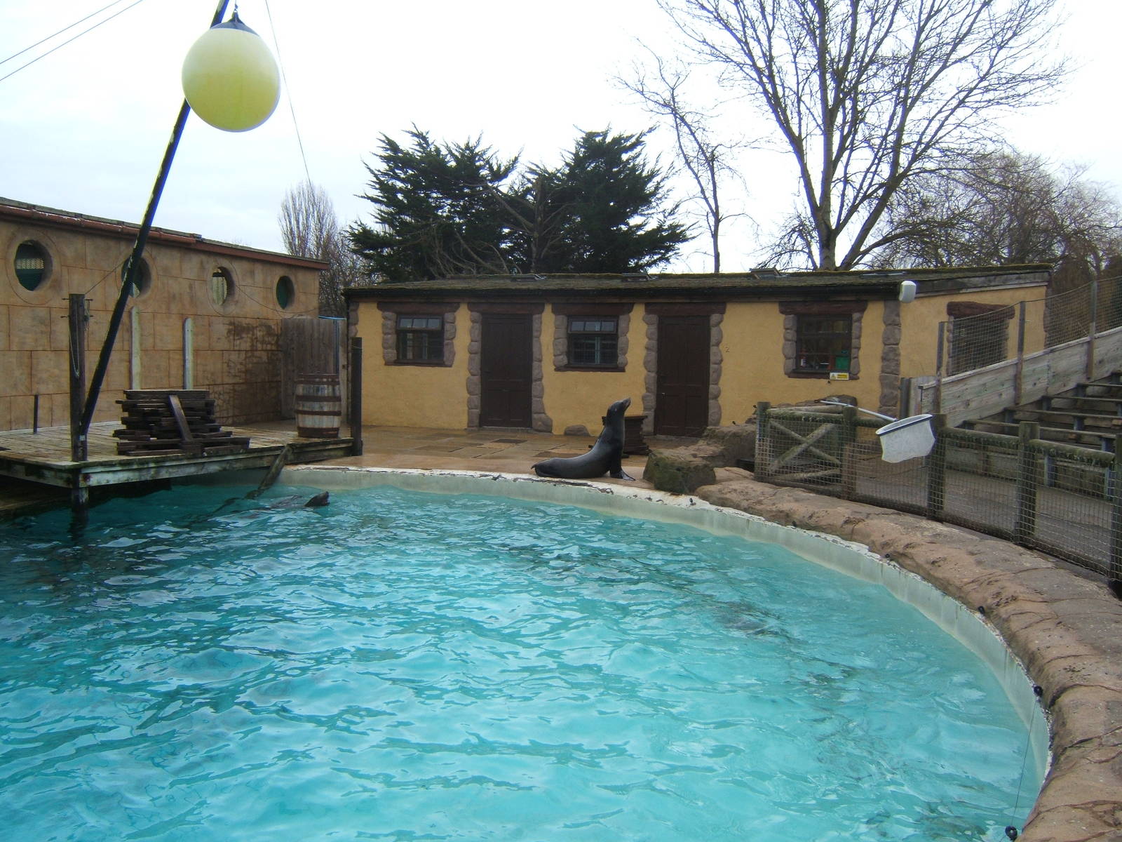 View of Californian Sealion exhibit