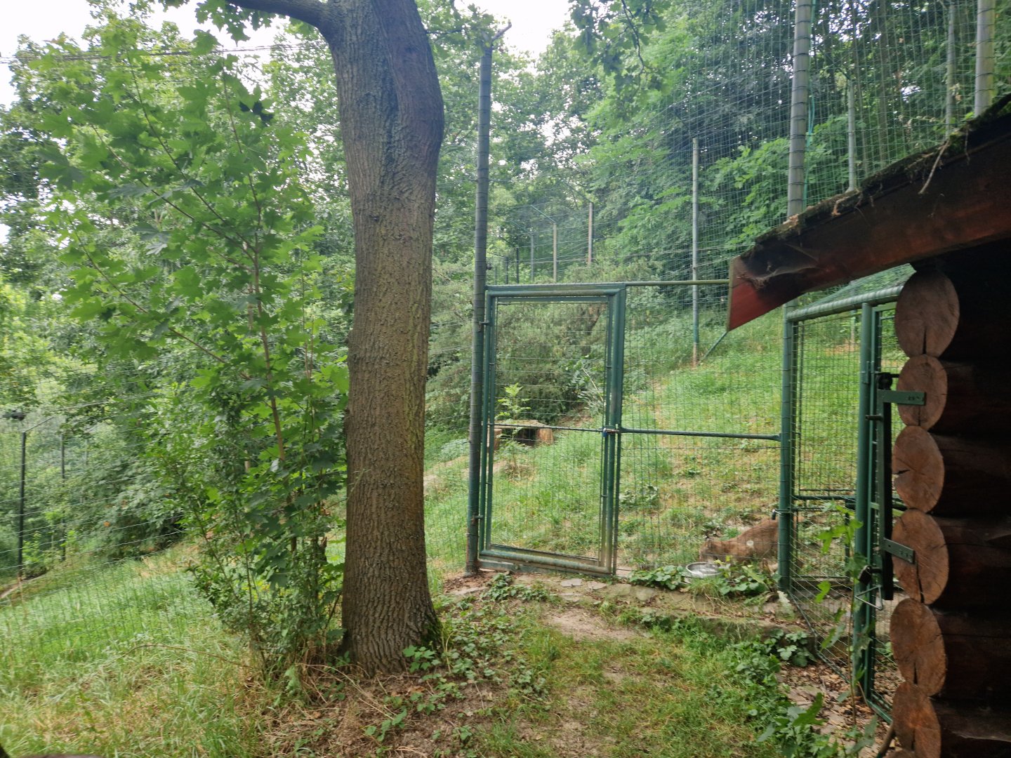 View of Canadian lynx enclosure