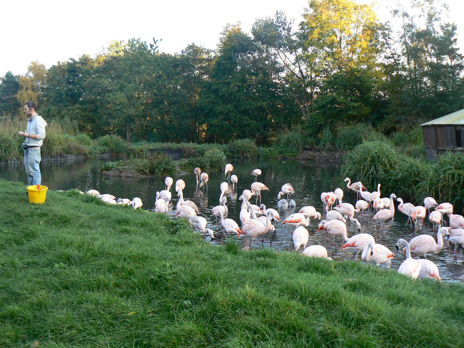 View of Chilean Flamingo Pen - 26 October 2015