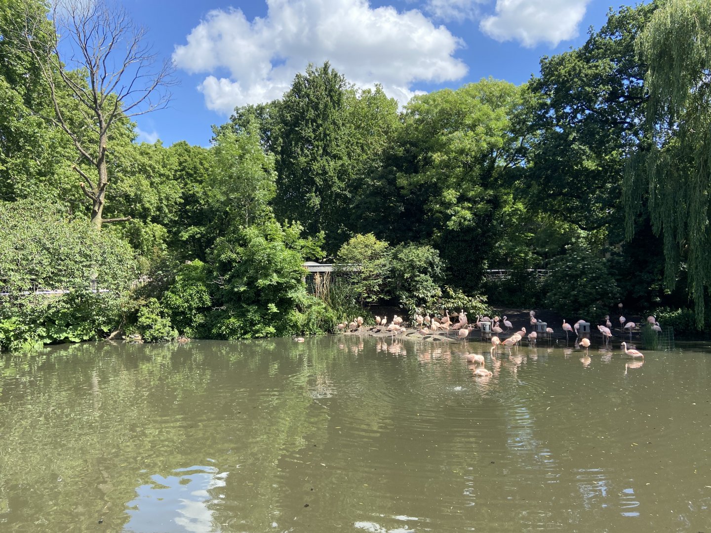 View of Chilean flamingos from Artisplein