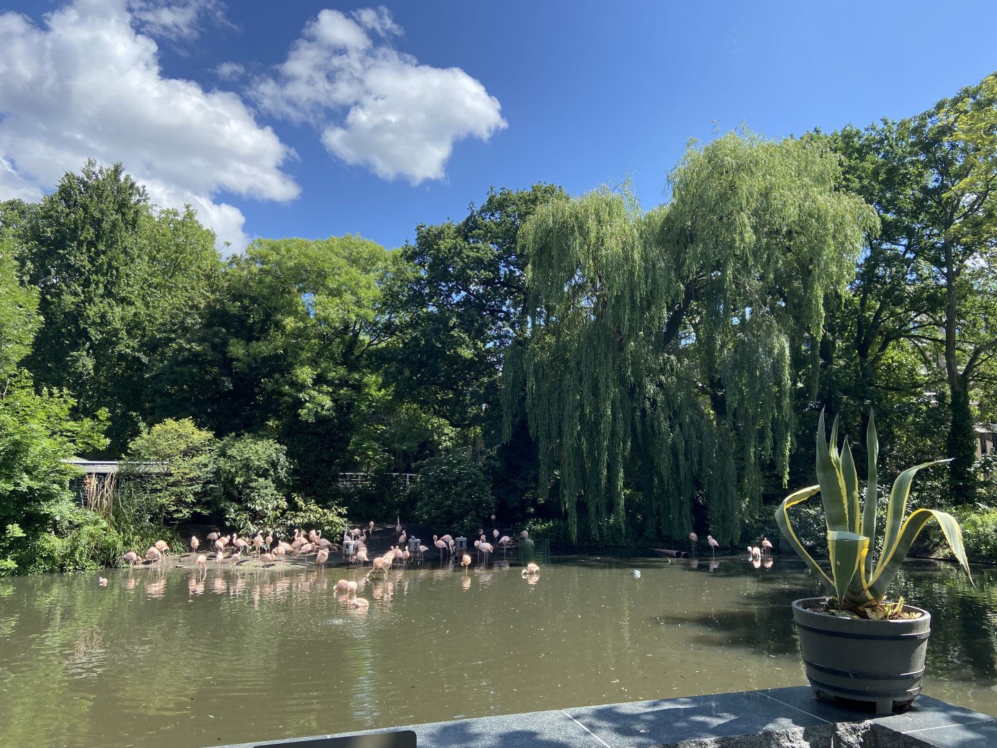 View of Chilean flamingos from Artisplein
