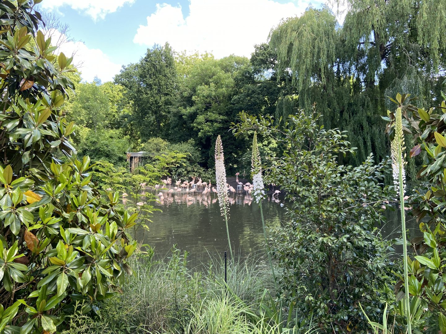 View of Chilean flamingos from Artisplein