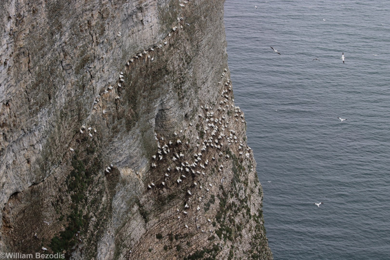 View of Cliffs and Gannet Colony - RSPB Bempton Cliffs