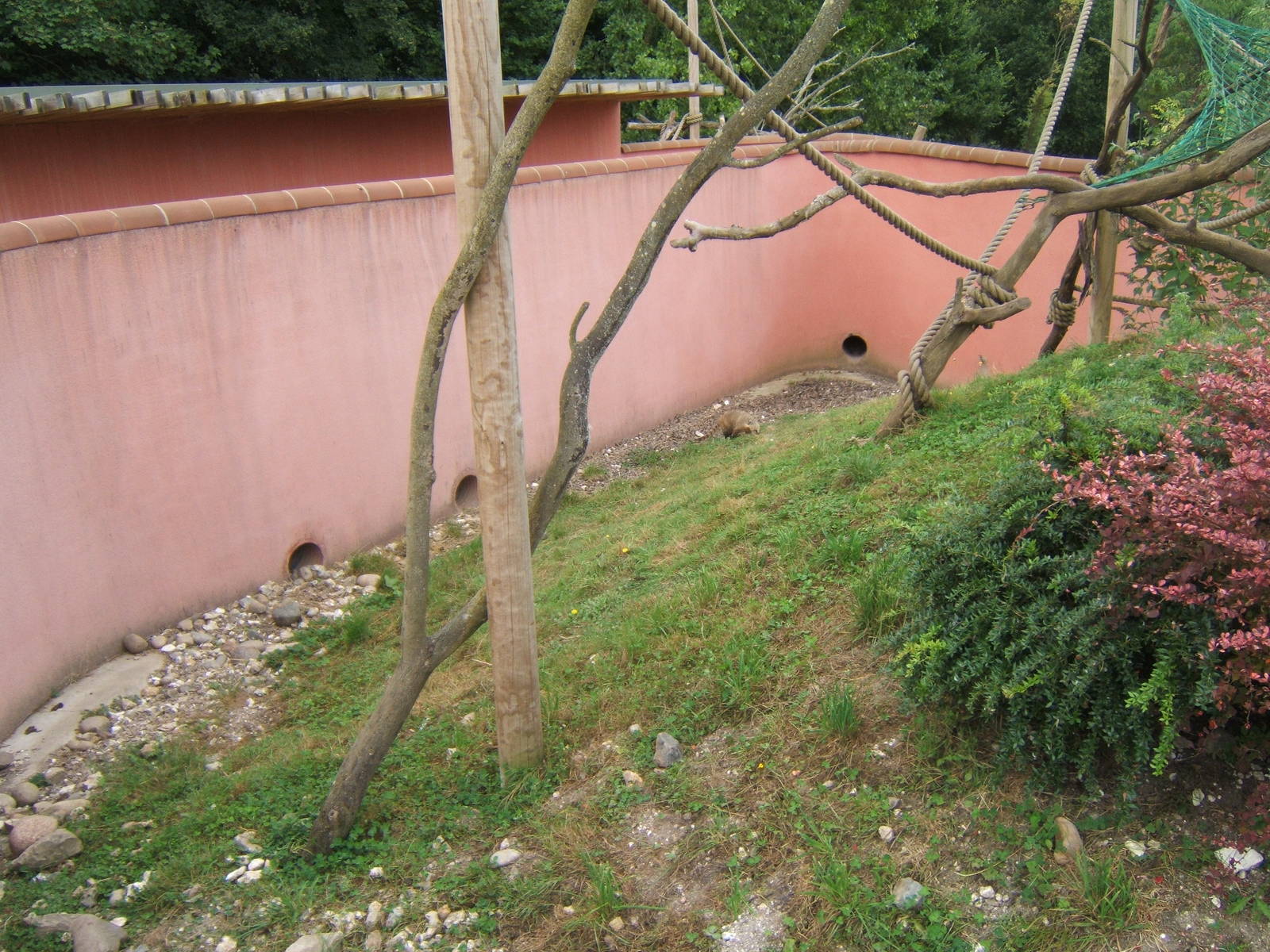 View of Coati enclosure