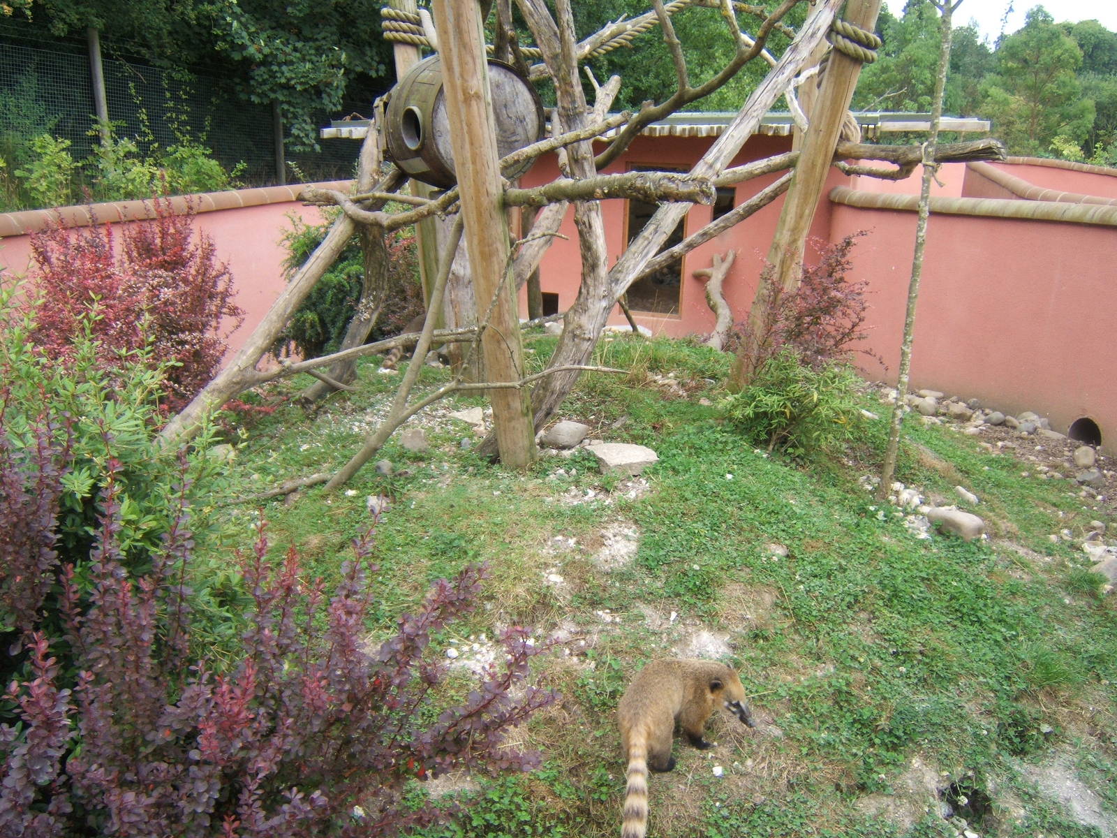 View of Coati enclosure