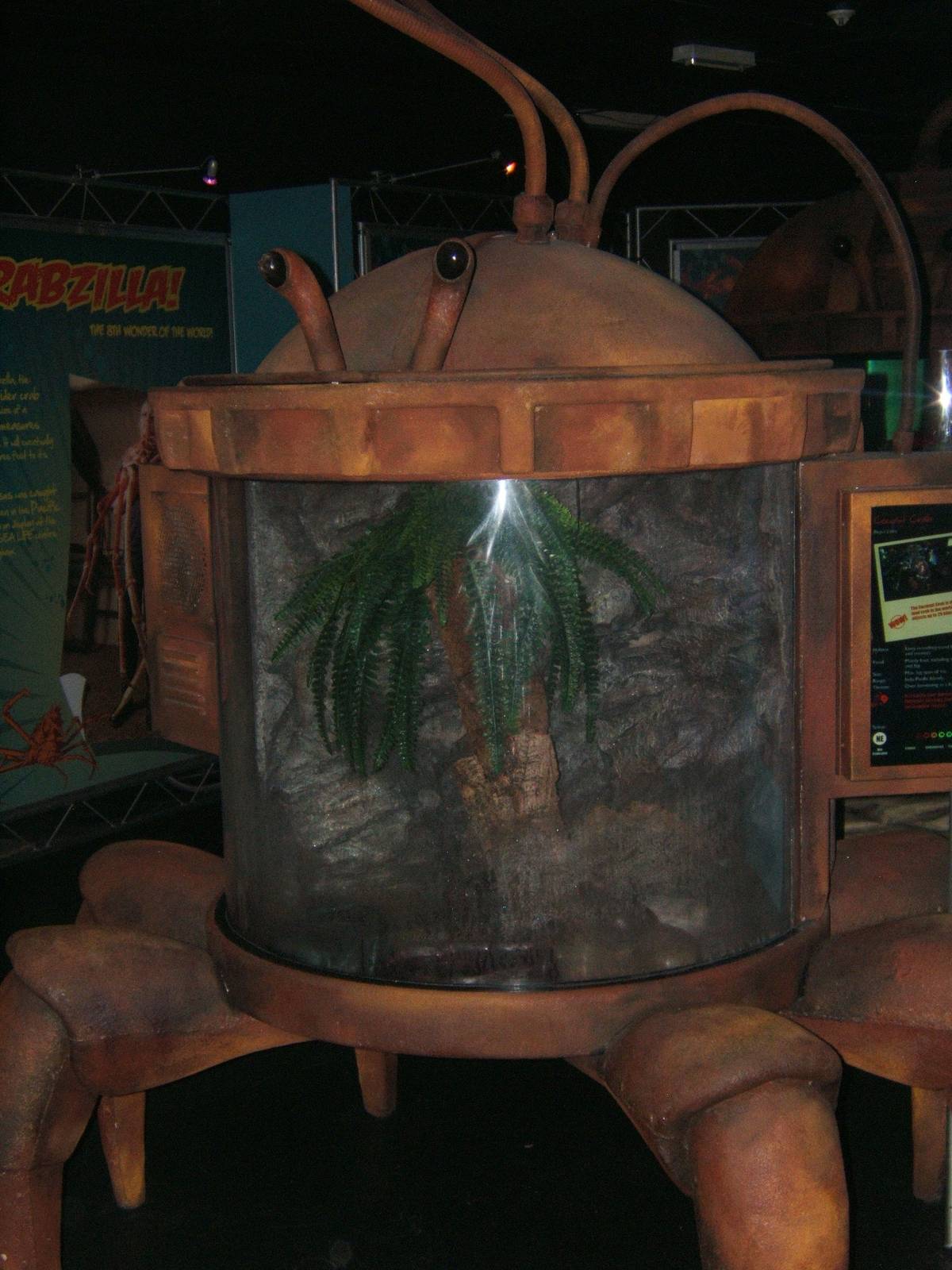 View of Coconut Crab exhibit