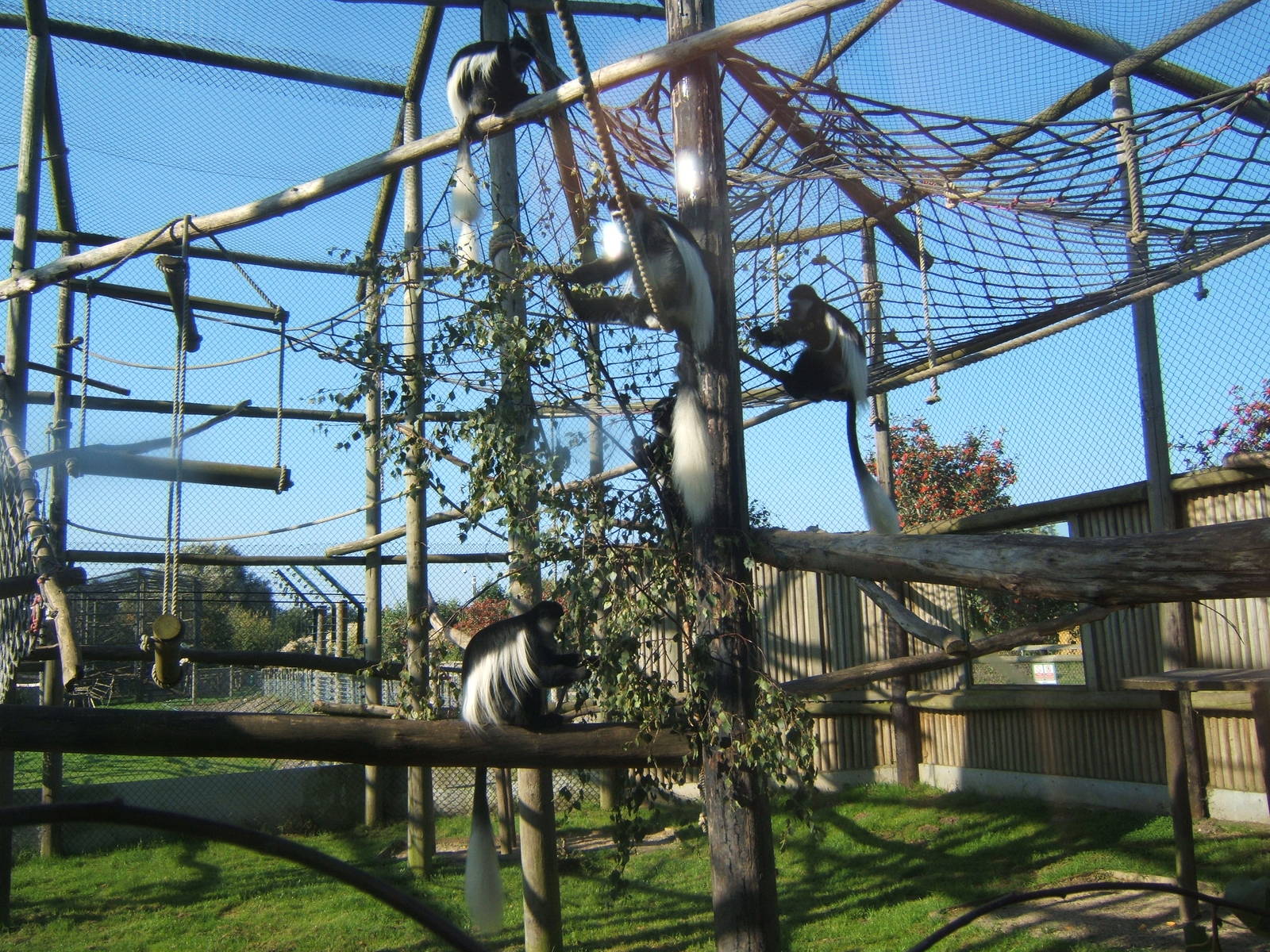 View of Colobus enclosure