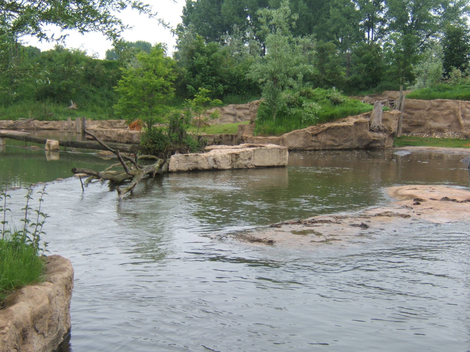 View of Commomn Hippo and Sitatunga enclosure