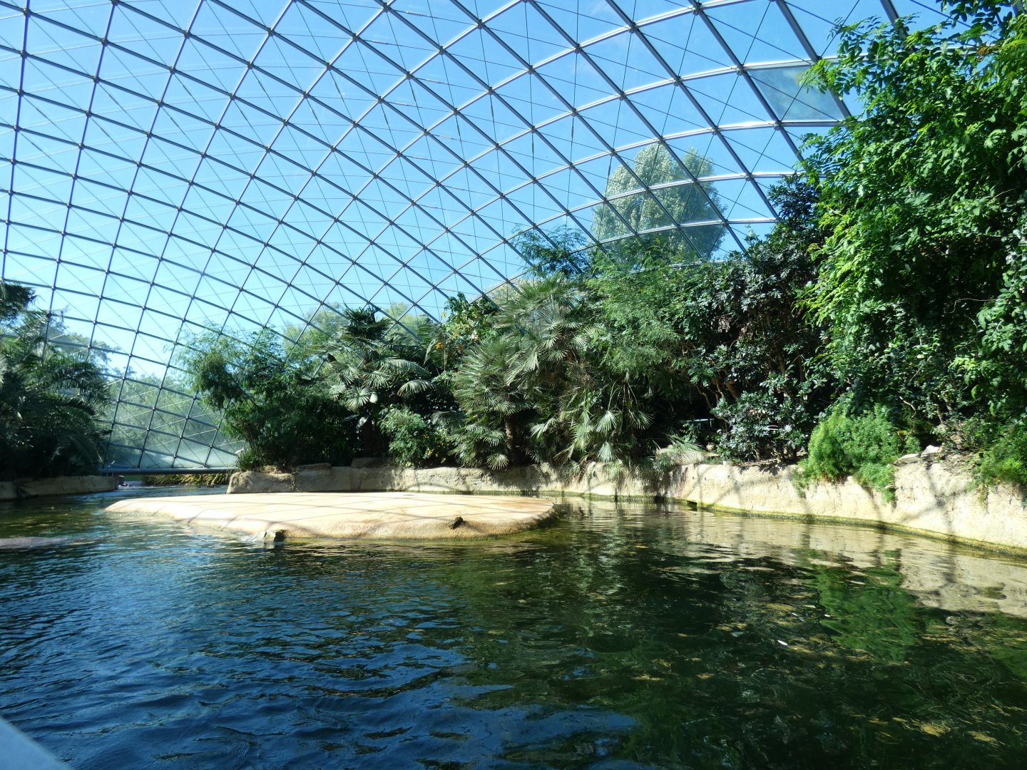 View of Common Hippo indoors