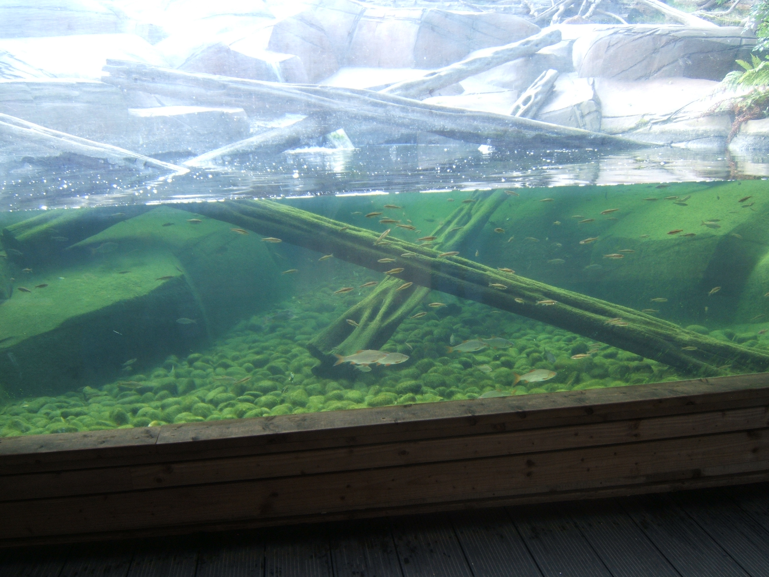 View of Common Minnow and Common Roach exhibit in Sun Bear exhibit