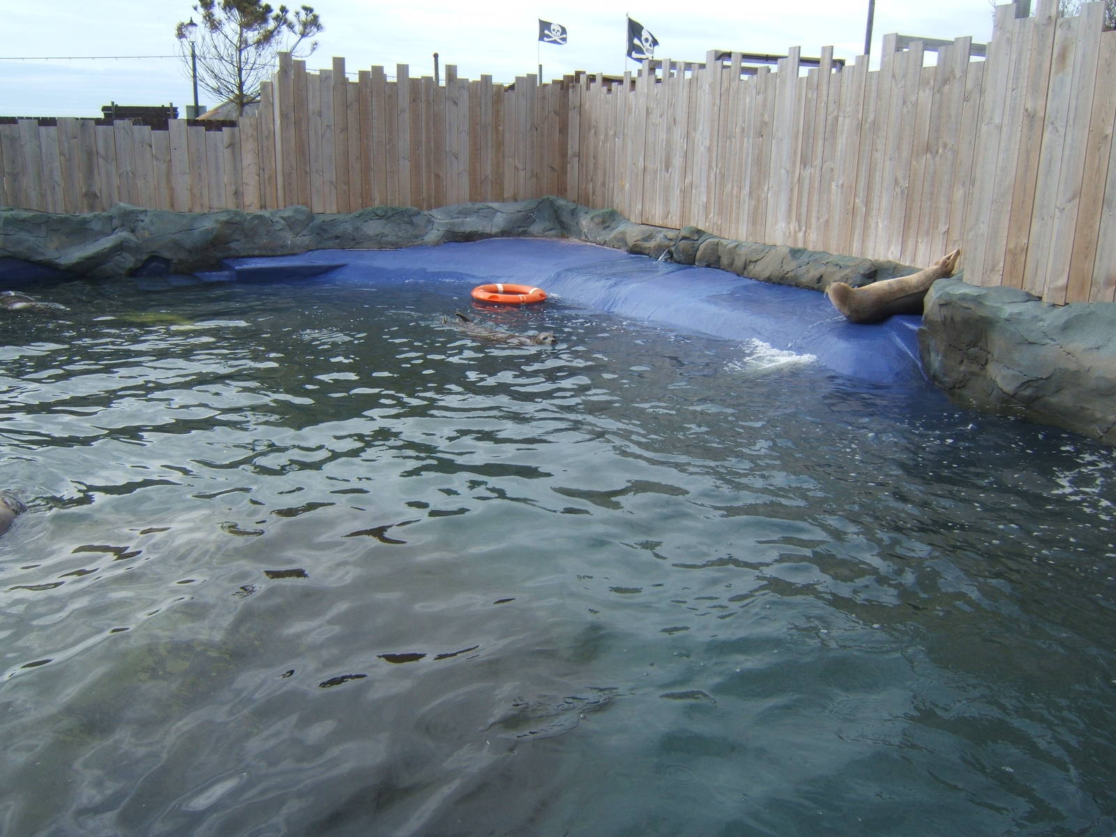 View of Common Seal enclosure