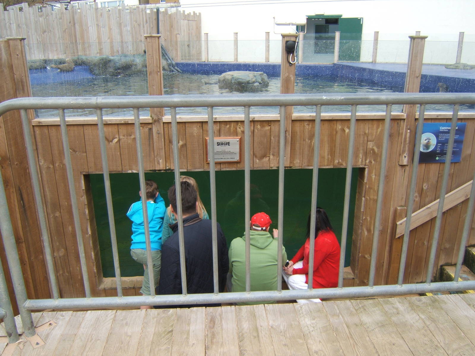 View of Common Seal enclosure
