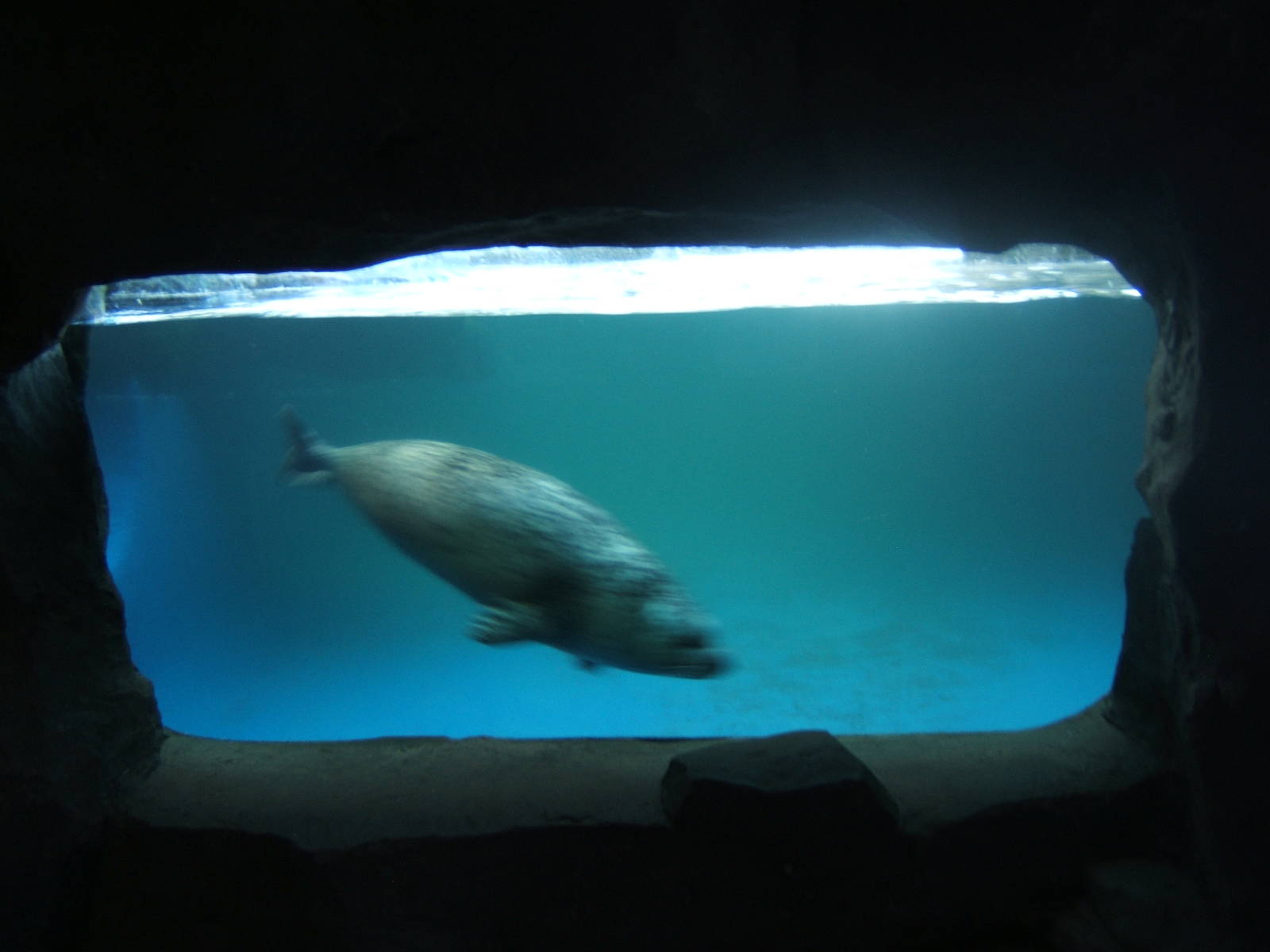 View of Common Seal under water viewing