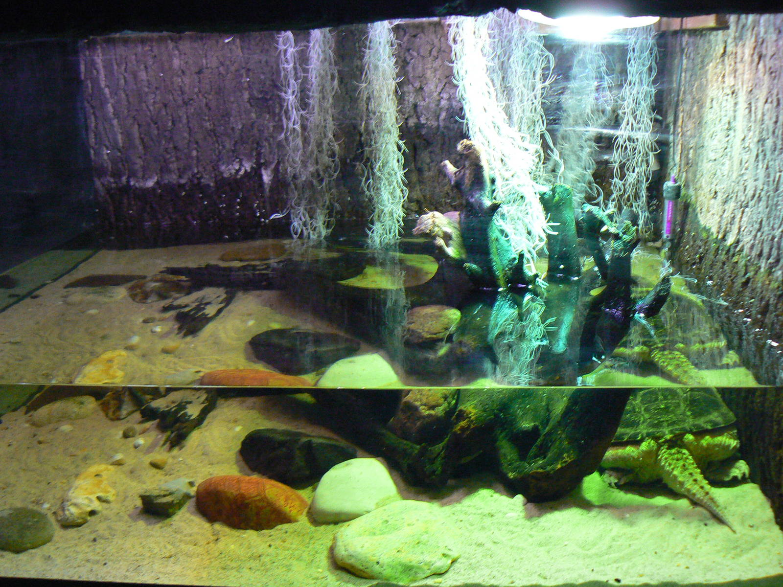 View of Common Snapping Turtle Enclosure - 16 February 2016, Wild Animal Ad