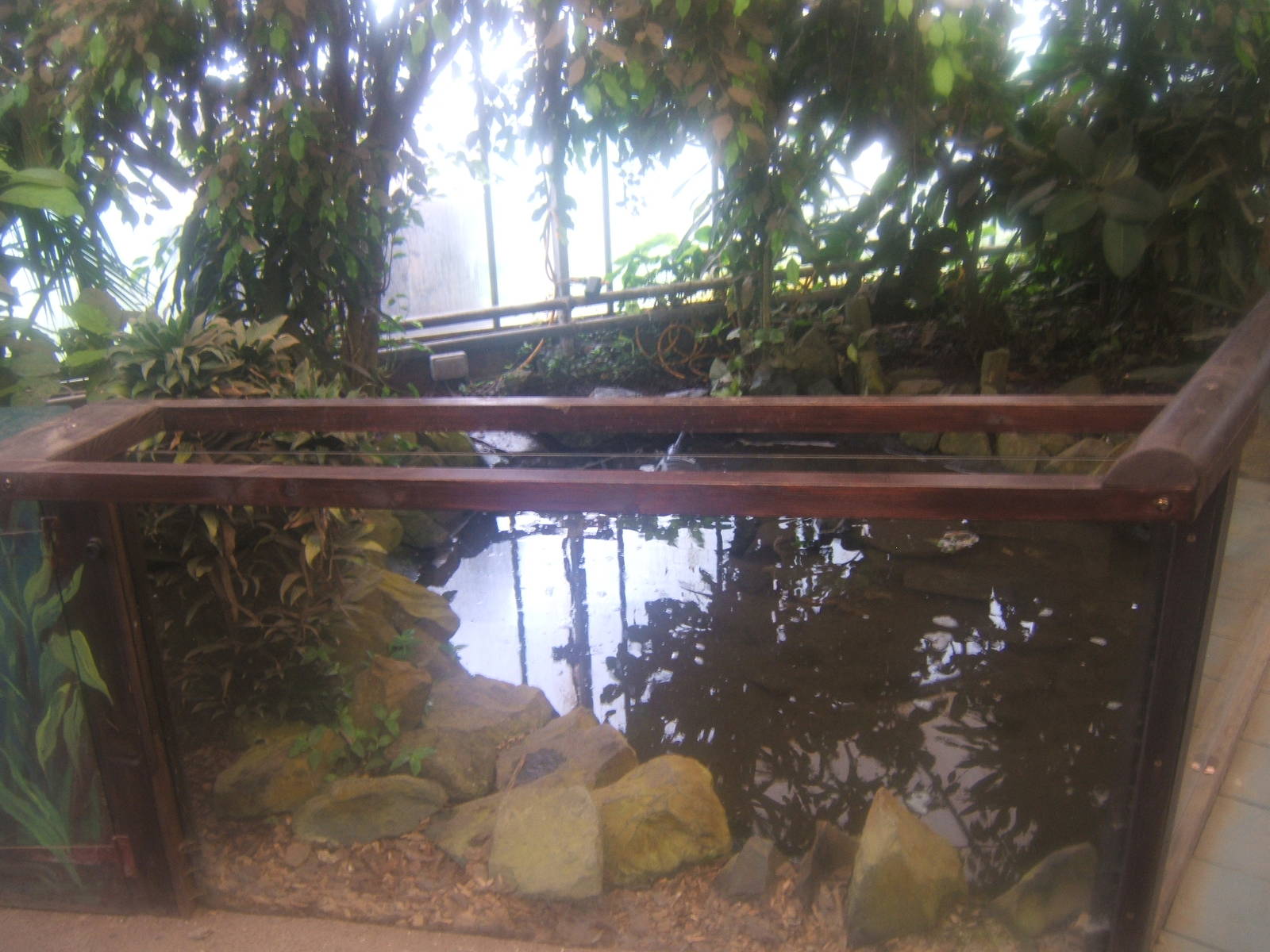 View of Common Snapping Turtle exhibit