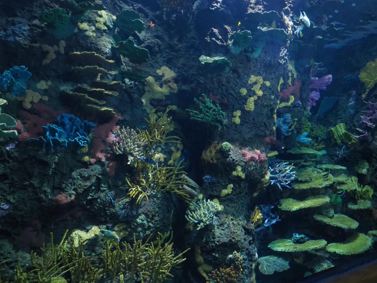 View of coral inserts in Great Barrier Reef coral tunnel tank (Nov 10th, 2018)