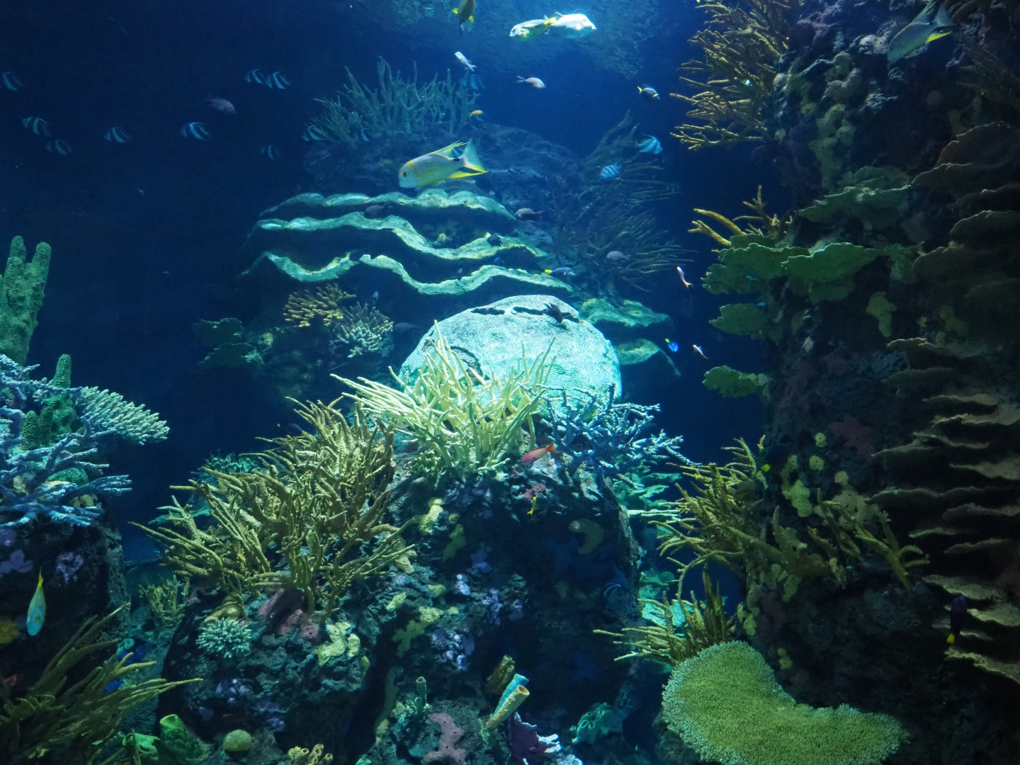 View of coral inserts in Great Barrier Reef coral tunnel tank (Nov 10th, 2018)