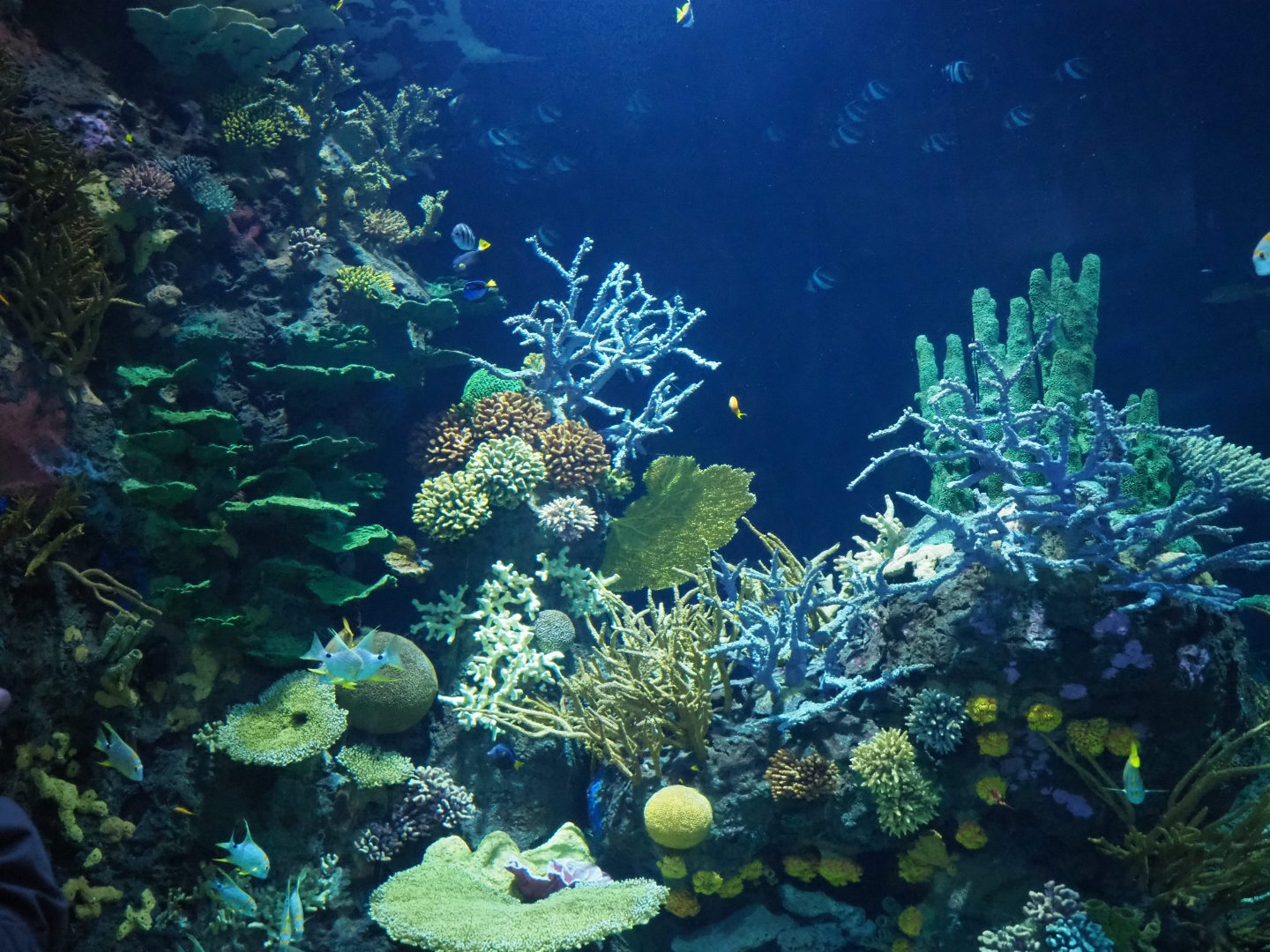 View of coral inserts in Great Barrier Reef coral tunnel tank (Nov 10th, 2018)
