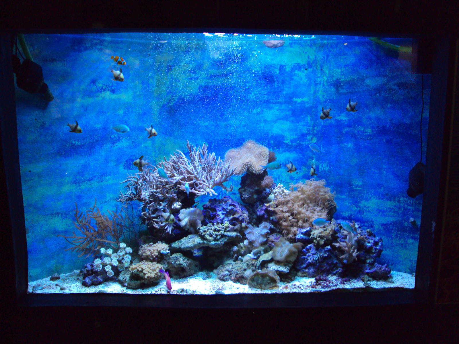View of Coral marine tank