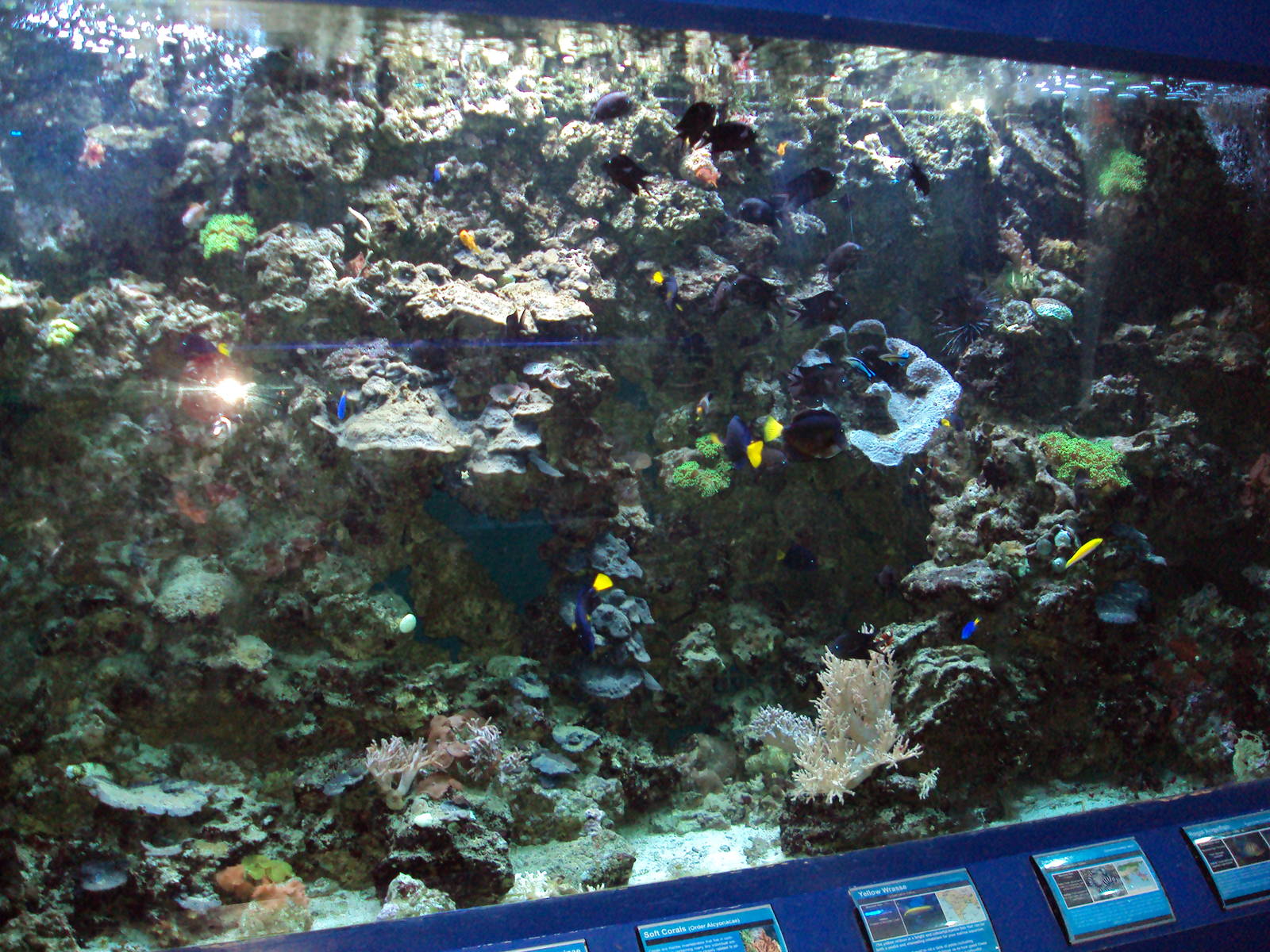 View of Coral tank