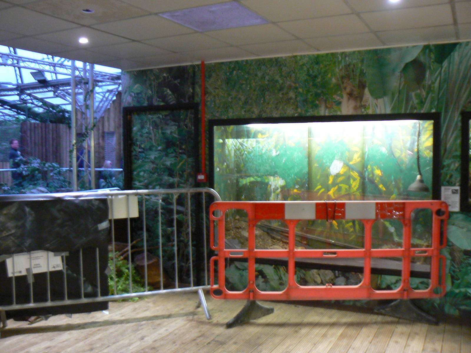 View of Cordoned Off Former Utila Spinytail Iguana Enclosure- 28 November 2