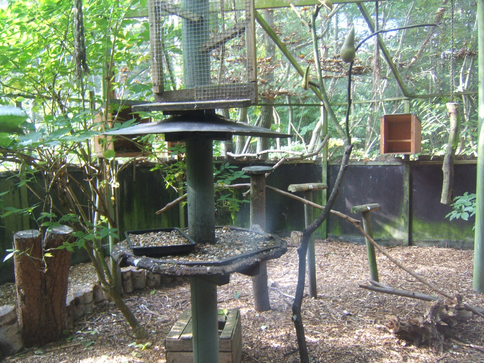 View of Corvid Aviary