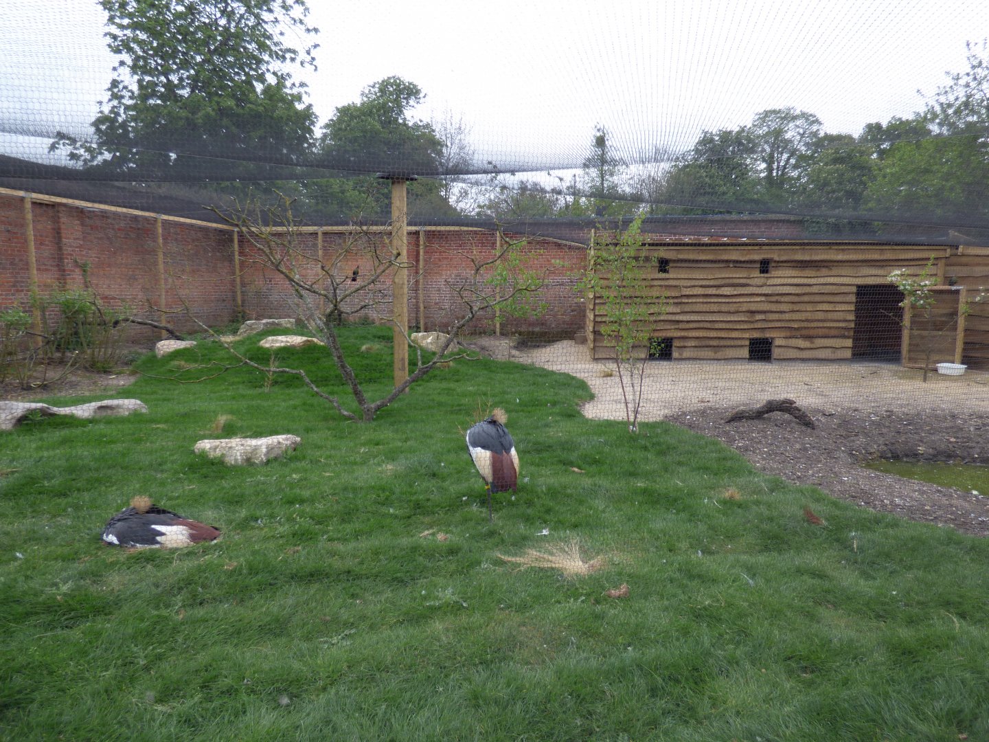 View of Crowned Crane, Dik-Dik and Turaco Aviary