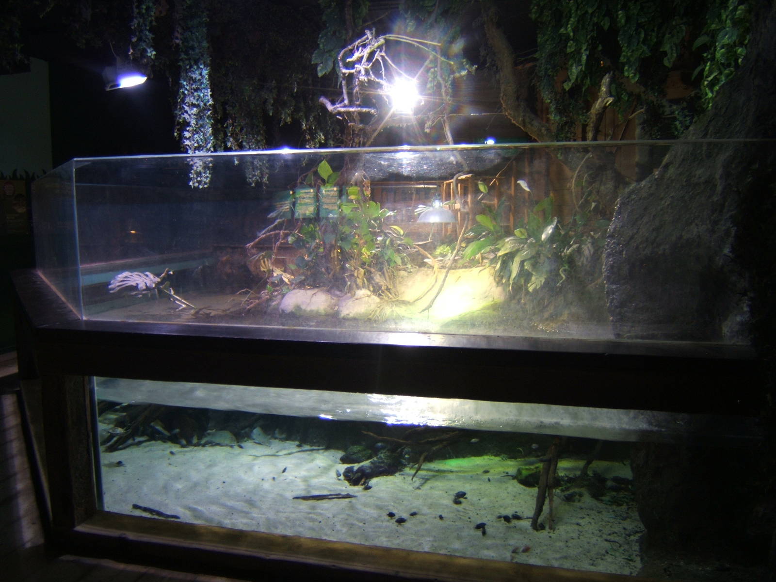 View of Cuvier`s Dwarf Caiman exhibit