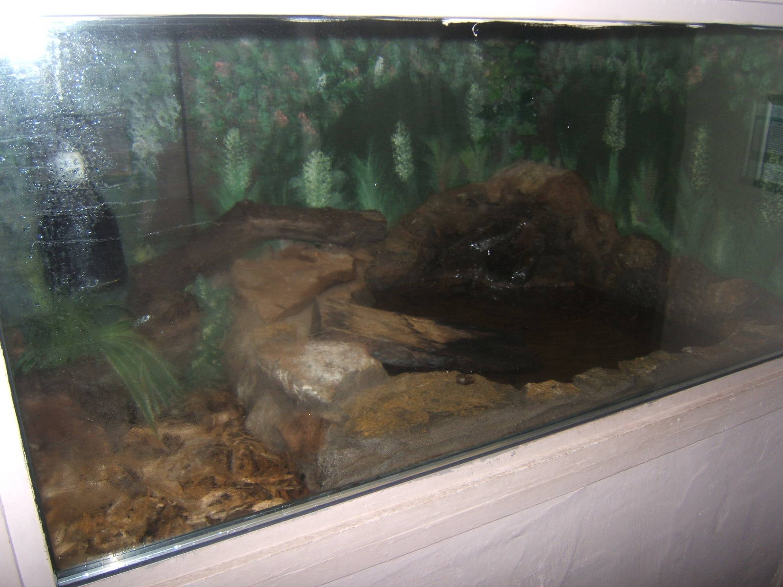 View of Cuviers Dwarf Caiman exhibit