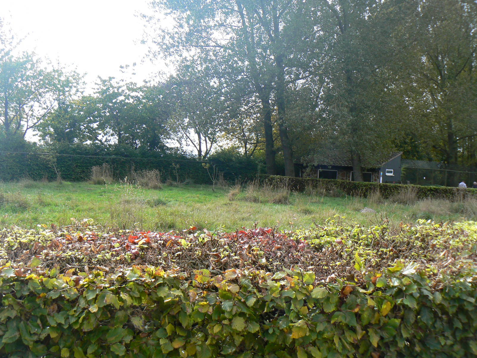 View Of Darwin's Rhea Enclosure- 17 October 2015