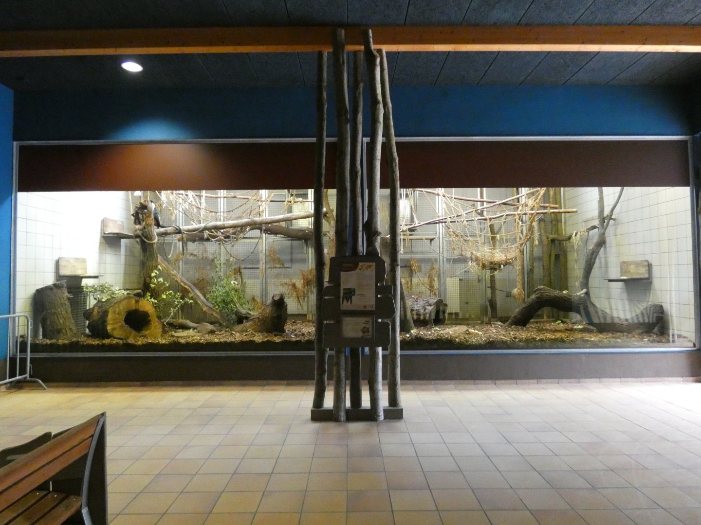 View of Diana Monkey Indoors